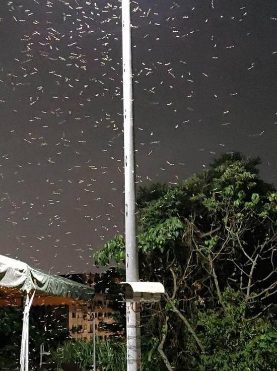 大溪乡天气预报更新通知