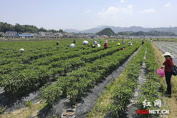 淳口镇最新新闻报道