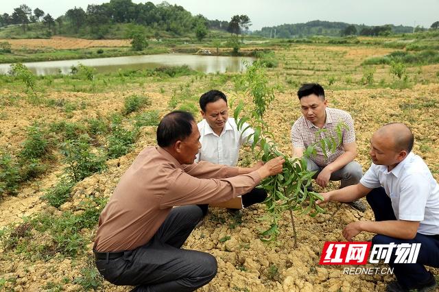 接履桥镇新项目引领乡村振兴，开启未来新篇章