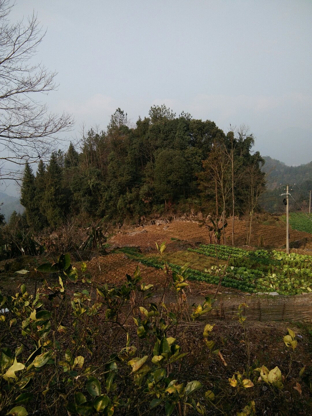 大寺坳村民委员会天气预报更新通知